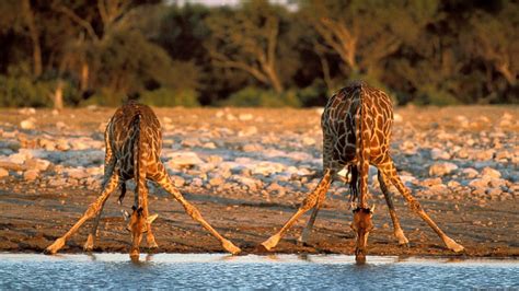 Morning Drink Wildlife Giraffes Animals Africa Hd Wallpaper Peakpx