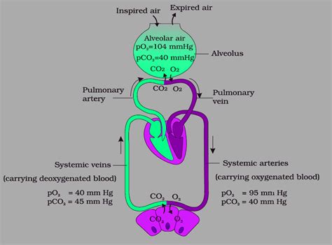 Simple Gas Exchange Alveoli Diagram Diagramaica