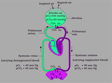 Oxygen And Carbon Dioxide Transport