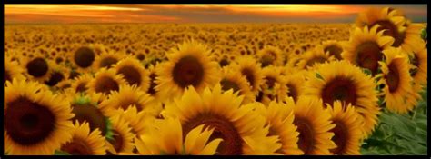 Sunflowers, Facebook cover photo | Fall facebook cover, Cover pics ...