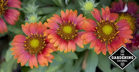 Valentine's day, february 14, is an easy date to remember for pruning back roses. How to Grow Gaillardia (Blanket Flower) - Gardening Channel