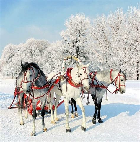 Winter Beauty Horses Beautiful Horses Horse Love