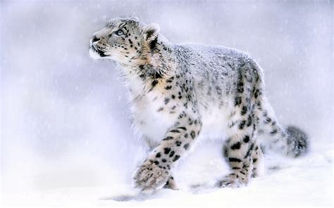 Leopard Winter Hd Wallpaper
