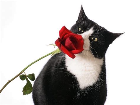 Smells Like A Rose Cat Flowers Cat Wallpaper Beautiful Cat