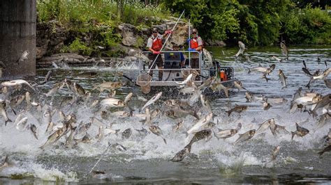 Asian Carp How A Bright New Idea Became An Invasive Fish Nightmare