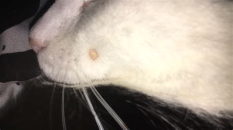 Cyst On Cats Face Toxoplasmosis
