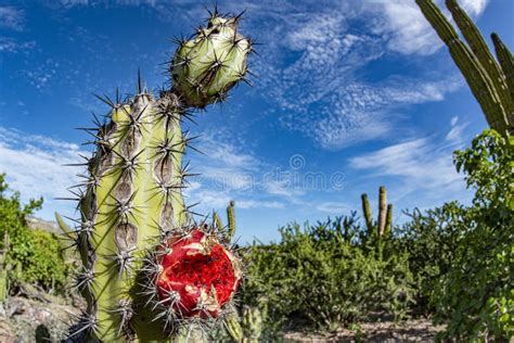 California Giant Desert Cactus Close Up Stock Image Image Of Prairie