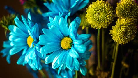 Apr 21, 2020 · the beauty of yellow flowers is that there are so many different shades, ranging from the more mellow to the downright vibrant. Blue And Yellow Flowers Wallpapers - 2000x1140 - 499672