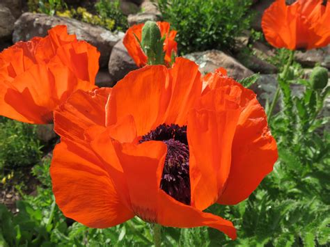 Poppies in Bloom! - Birds and Blooms