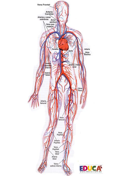 Lamina Del Sistema Circulatorio Estudiar
