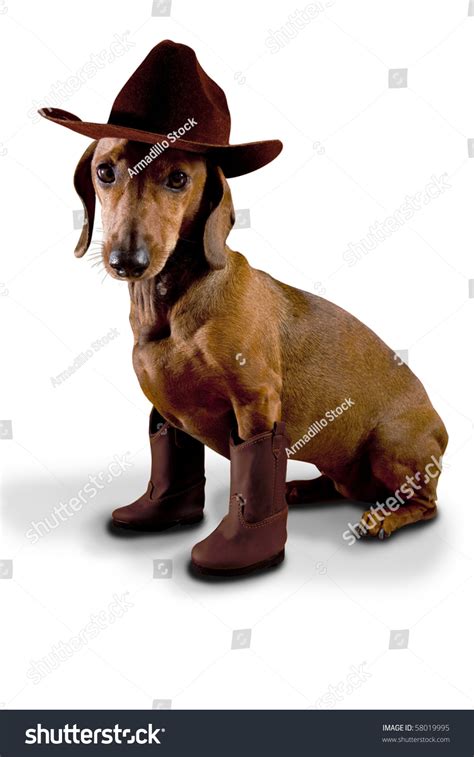 Dog Wearing Cowboy Hat Boots Stock Photo 58019995 Shutterstock