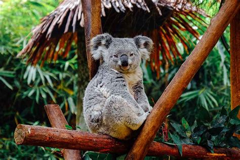 Die tierwelt australiens hat jedoch noch einiges mehr zu bieten, denn hier leben unzählige verschiedene tierarten, von denen die meisten nirgendwo sonst auf der welt vorkommen. 40 Tiere in Australien die Du auf Deiner Reise entdecken ...