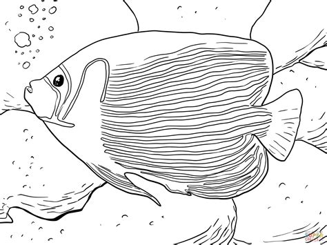Emperor Angelfish Coloring Page Free Printable Coloring Pages