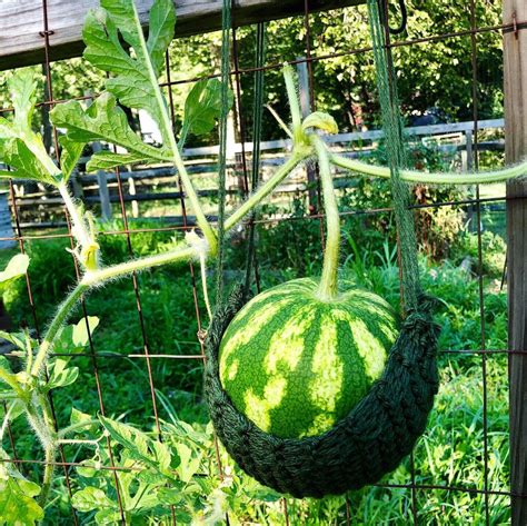 Made A Knitted Sling For This Doomed Aerial Watermelon Gardening