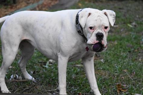 White Boxer Dogs Boxer Dog Info And Health Tips