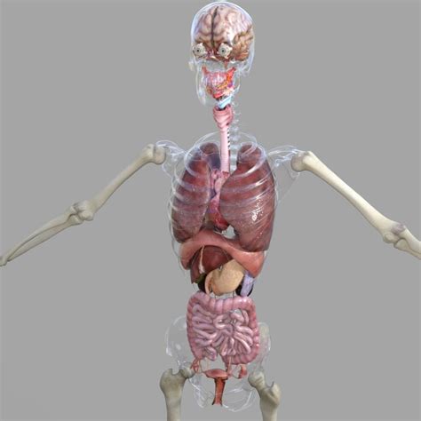 Ct, mri, radiographs, anatomic diagrams. Human female anatomy 3D model - TurboSquid 1187074