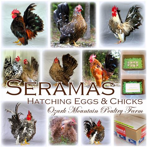 Buyer from johor bahru, johor, malaysia. Ozark Mountain Poultry Farm: Malaysian Seramas, the Most ...