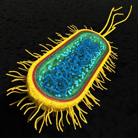 Bacterial Cell 3d Model