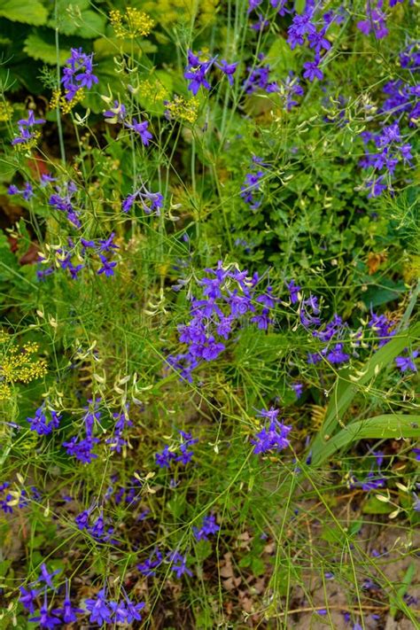 Consolida Regalis Flowers Known As Forking Larkspur Stock Photo