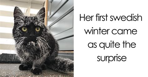 50 Times Animals Experienced Snow For The First Time And