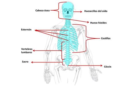 El Esqueleto Humano Para Niños Completo Y Sus Partes