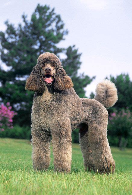 Poodle Dog Breed Information Pictures Characteristics