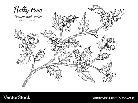 Holly Berry And Leaf Drawing With Line Art Vector Image
