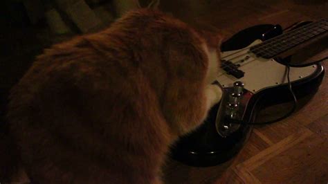 Cats Playing Bass Guitar Youtube