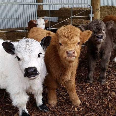 Yes You Can Own A Fluffy Mini Cow And They Make Great Pets