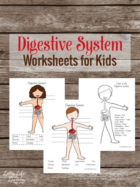 digestive system worksheets homeschool giveaways