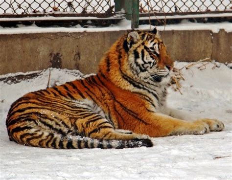 The Viewing Deck Harbin Tour Last Part Inside The Siberia Tiger Park