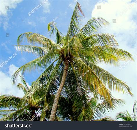 National Tree Republic Maldives Dhivehi Ruh Stock Photo 40110217
