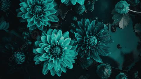 Black Flower Backdrop With Teal Flowers Background Teal Aesthetic