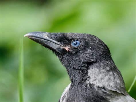 Crow Nesting Complete Guide Bird Fact