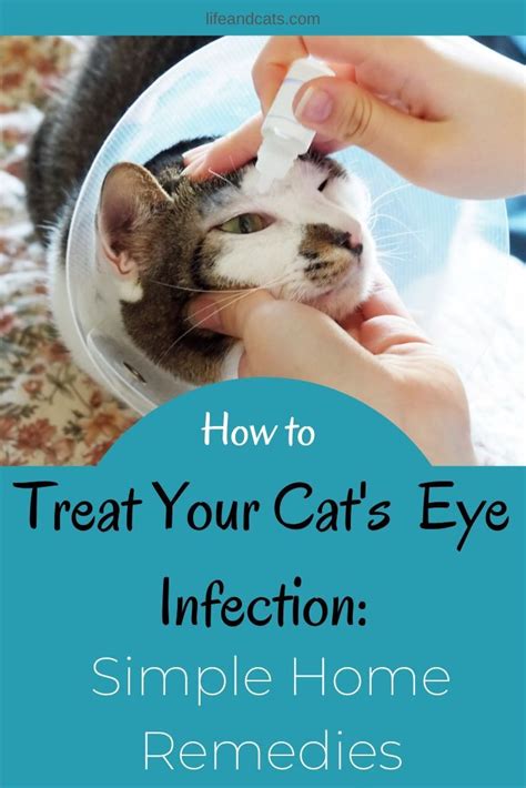 Cat Eye Discharge Green Treatment Mervin Wilks