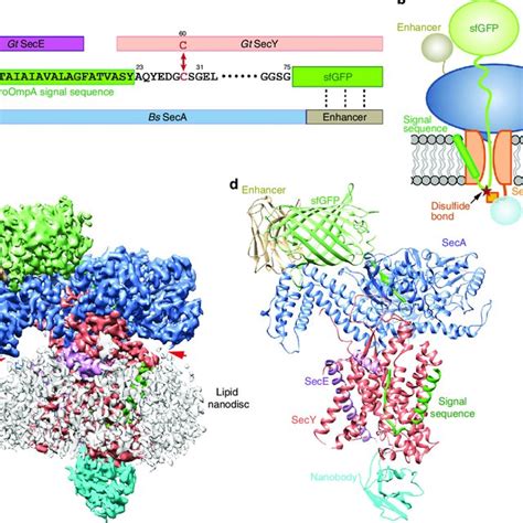 Pdf Structure Of The Substrate Engaged Seca Secy Protein