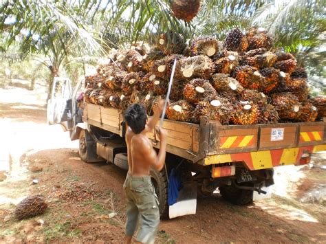 * keluasan ladang kelapa sawit dalam 12,000 ekar (4,855 hektar). ZULLAILI BIN ABAS: MENUAI SAWIT