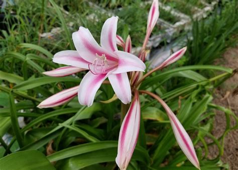 Old Southern Classic Crinum Lilies Remain A Good Selection