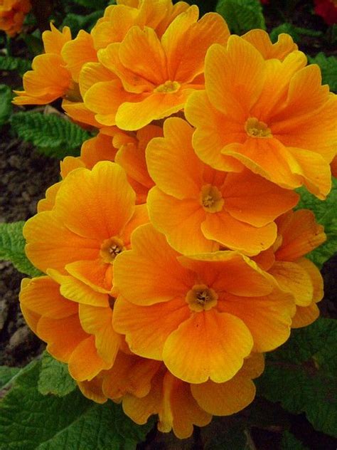 Today she cut a bunch of them and put them in this mason jar. Orange Primrose. Love, love, love these! Bright orange ...