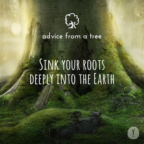 Yogi Surprise Photo Series Reiki Quotes Tree