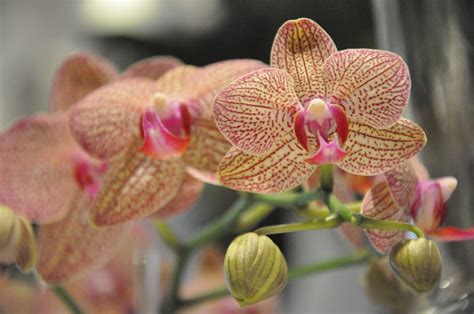 Check spelling or type a new query. Unique World Flowers ~ BlogCrunch