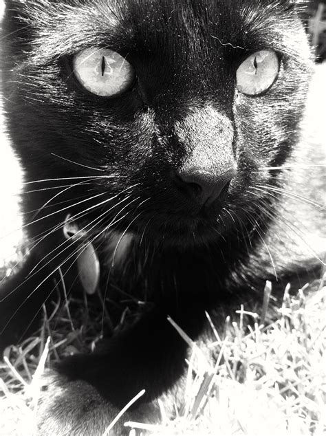Free Images Black And White Black Cat Close Up Nose Whiskers