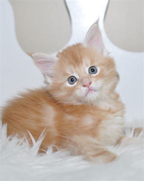 Welcome to coonomagic, breeders of maine coon cats. EuroCoons Maine Coon Cattery - Request Information - Pet ...