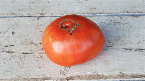 Tomato Red Brandywine Organic