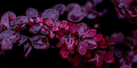 Leaves Depth Of Field Red Photography Purple Water Drops Macro