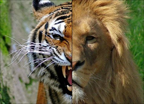 Who would win in a battle between a lion and gorilla? Tiger VS Lion by superskill1995 on DeviantArt