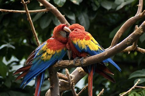 11 Animais Nativos Incríveis Para Ver Na Costa Rica