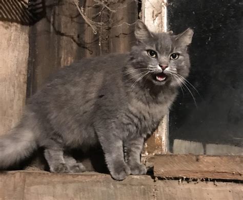 One Of The Barn Cats Went Missing Months Ago We Figured A
