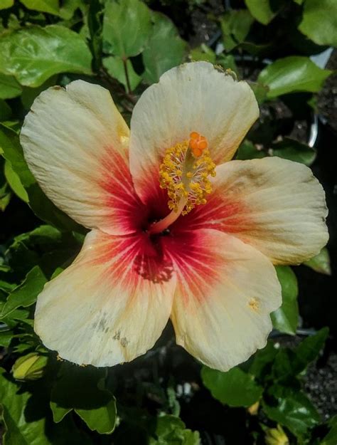 Hibiscus Cuban Variety In 68mm Super Tube Trigg Plants