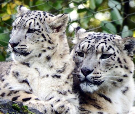 A Young Snow Leopard With Its Mother At Marwell Zoo Panthère Des